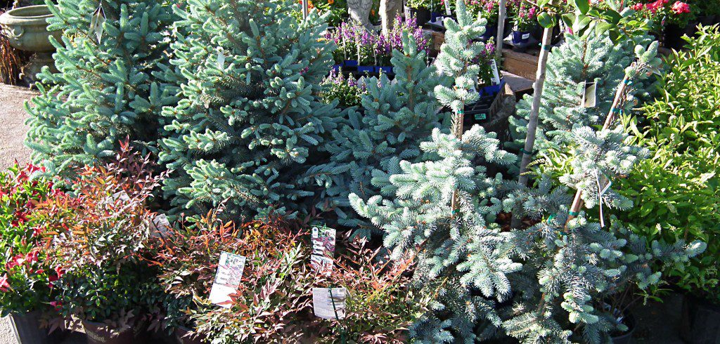 This month we've gone kind of patriotic with our color scheme using reds white and blue. Using these colors in non stereotypical ways such as foliage and flowers we create a perfect landscape that will give you four seasons of color!