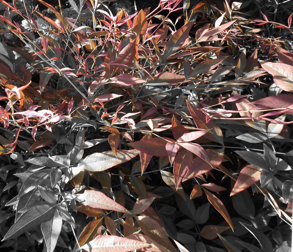 The new 'Obsession' Nandina is a very improved variety of older, less composed Nandinas. These will keep themselves in shape with minimal effort on your part and will give you some fantastic maroon/red foliage during its active growth season. Not only will it give you some soft texture in the landscape, it will tolerate poor soils and neglect. 