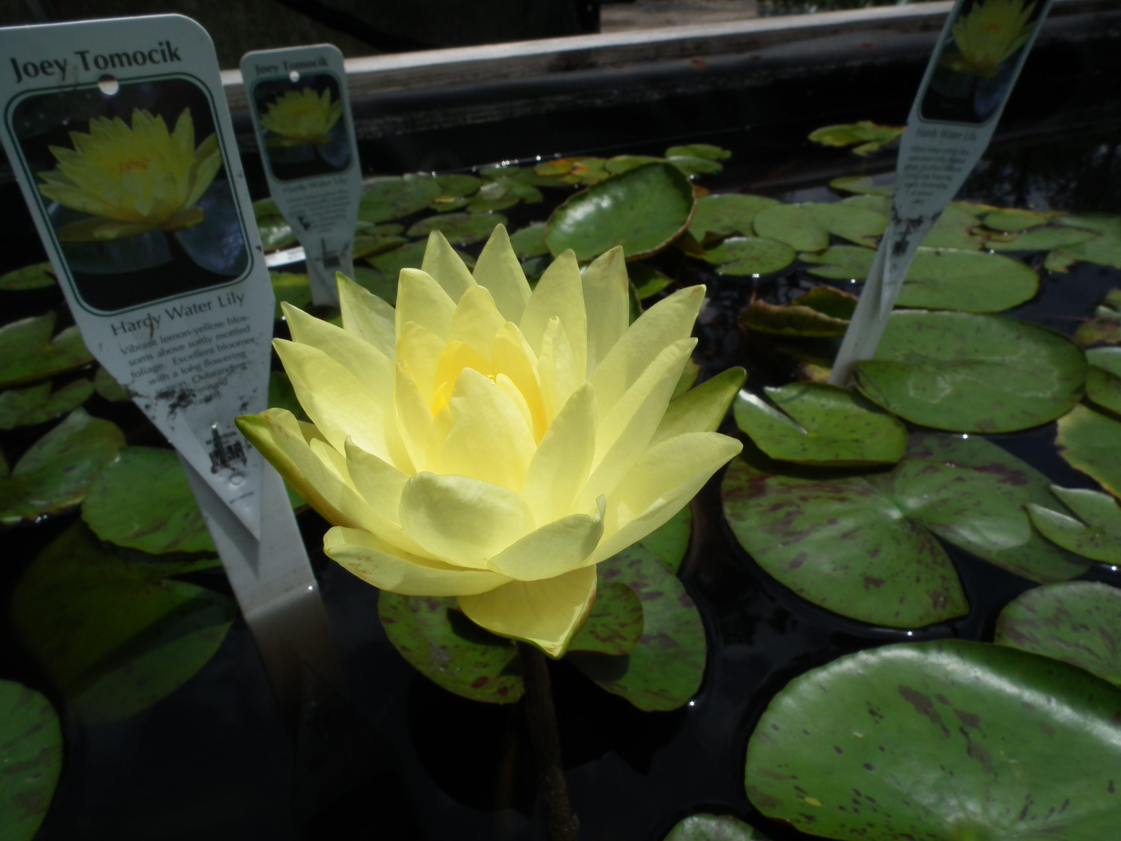 Water Lilies Galore!