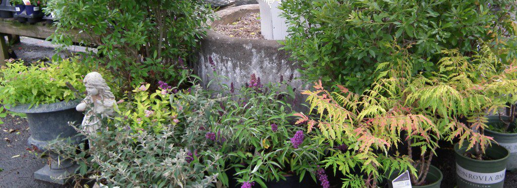 June Showcase Of Shrubs