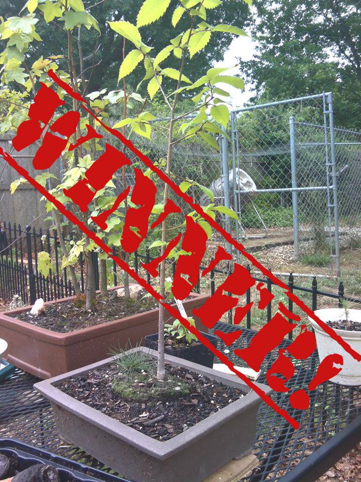 Winner Of The Container Gardener Of The Year 2014 Announced!