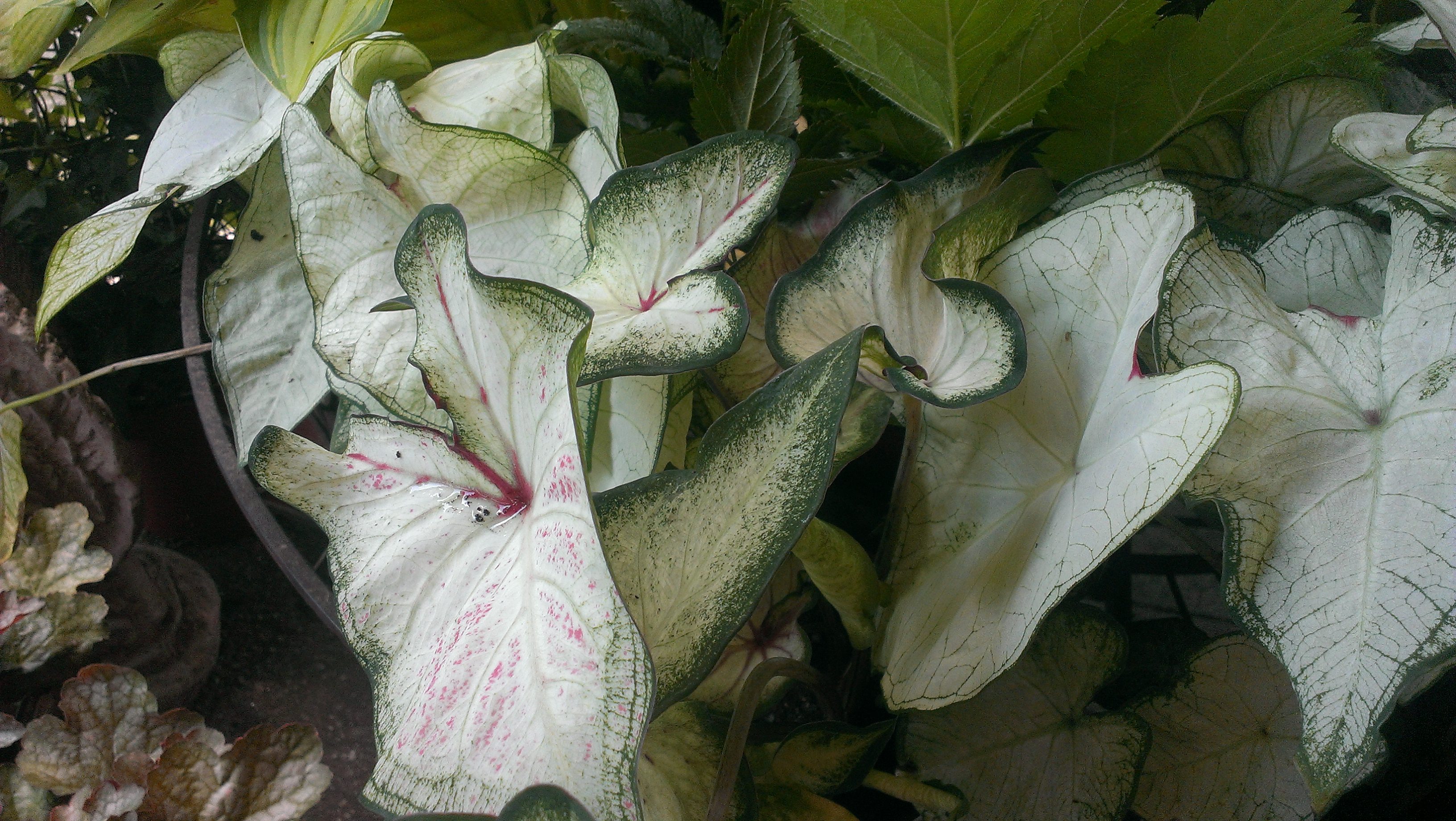 July Showcase Of Shady Plants.