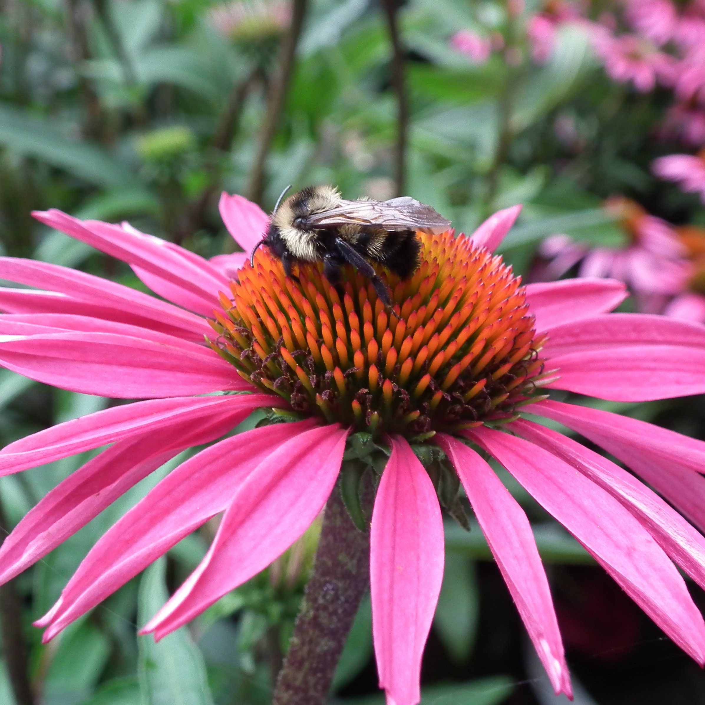 July 2014 Newletter Solution – Where Are The Bees?