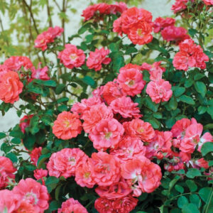 Drift Roses – The Best Thing Since The Knock Out!