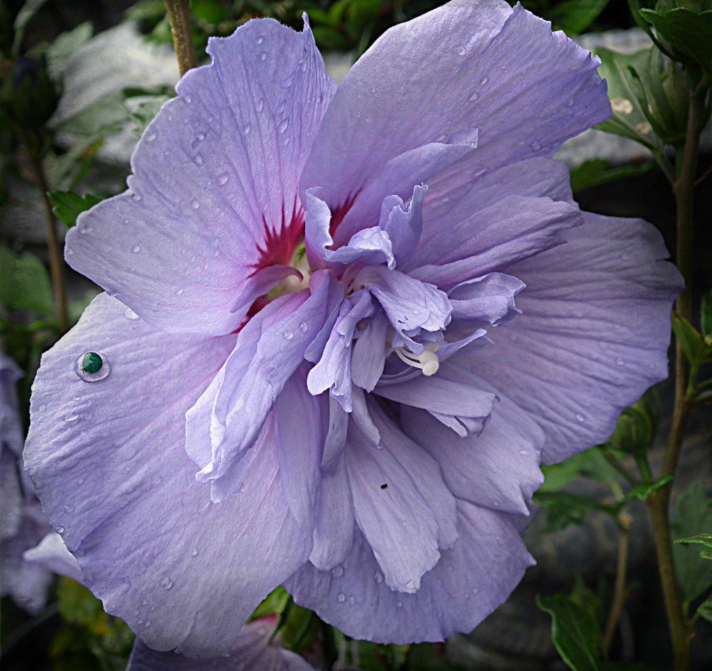 Rose Of Sharon Day