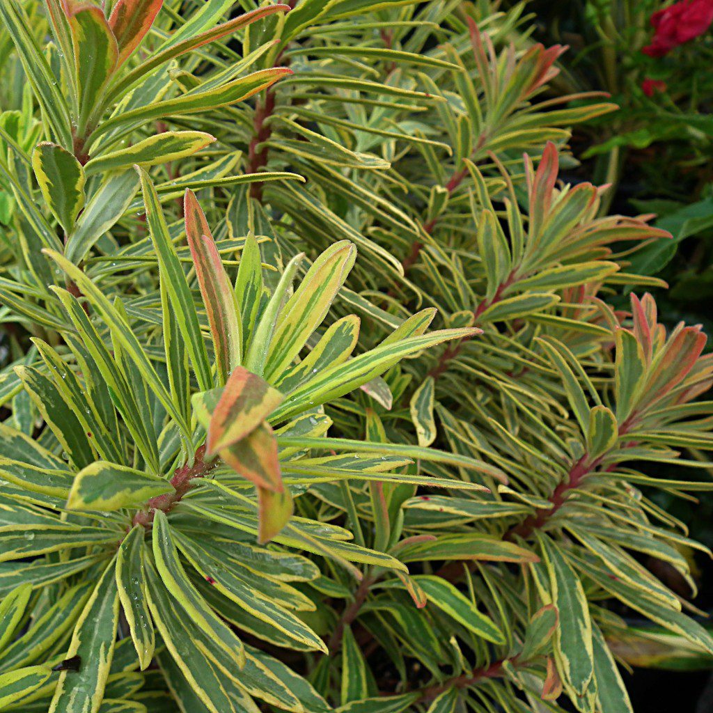 ascotrainboweuphorbia