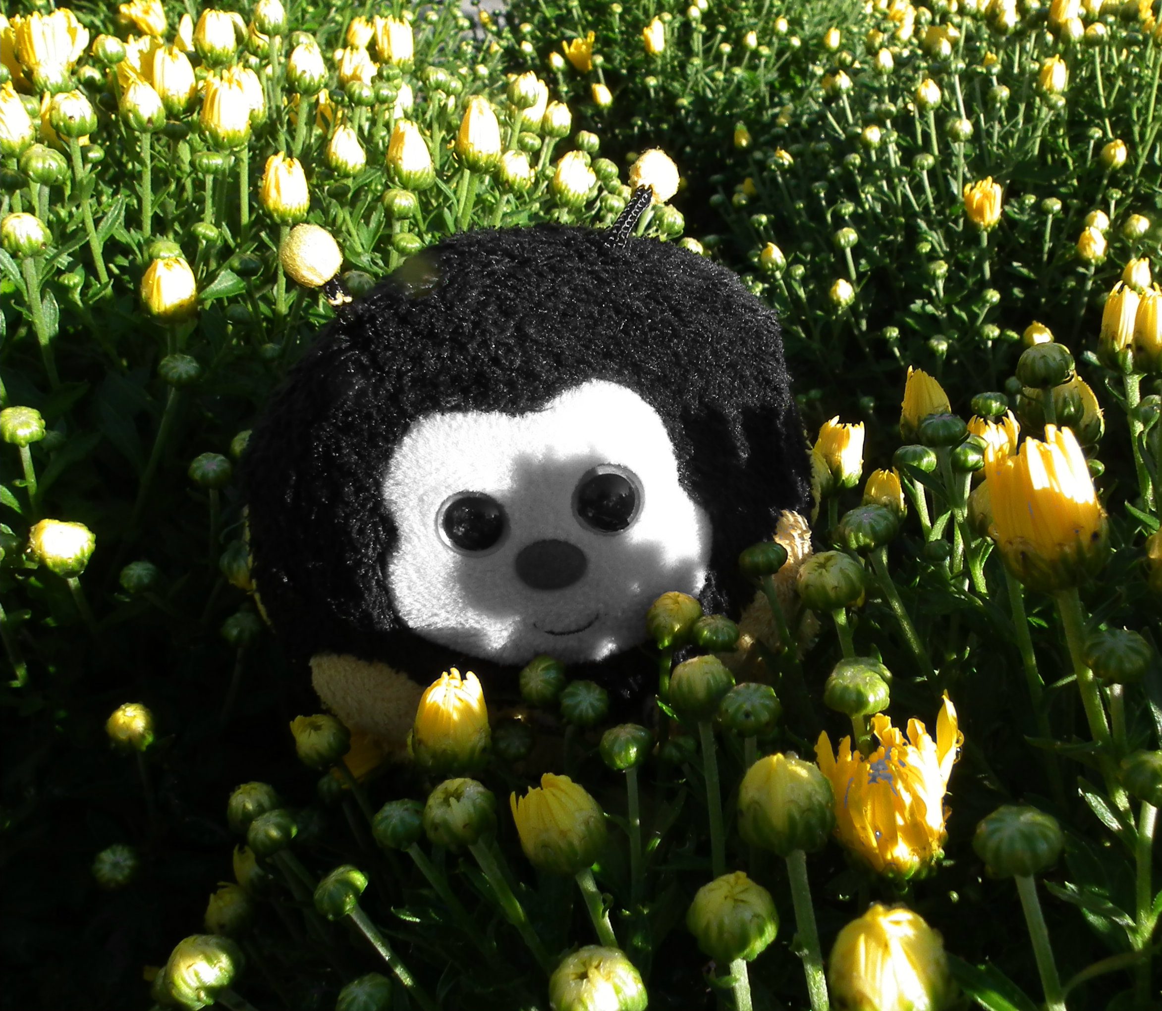 Mums! That’s what the buzz is all about!