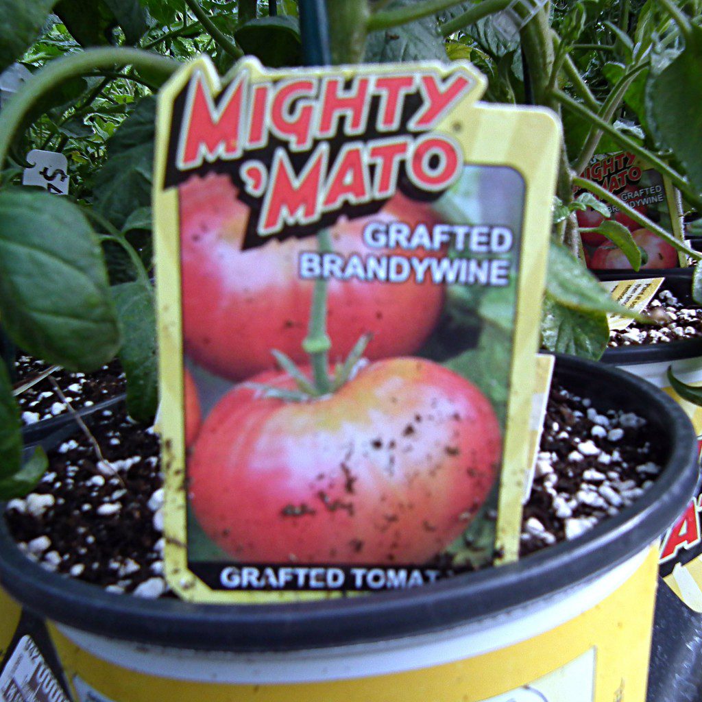 Urban Gardening For Everyone!