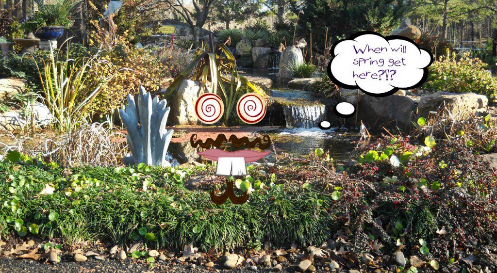 Spring Into Your Pond – How to prep your pond for spring!