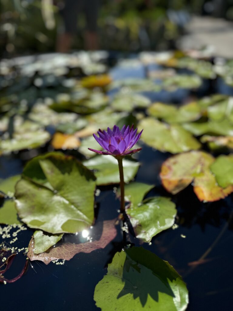 Tropical Plants Greenville
