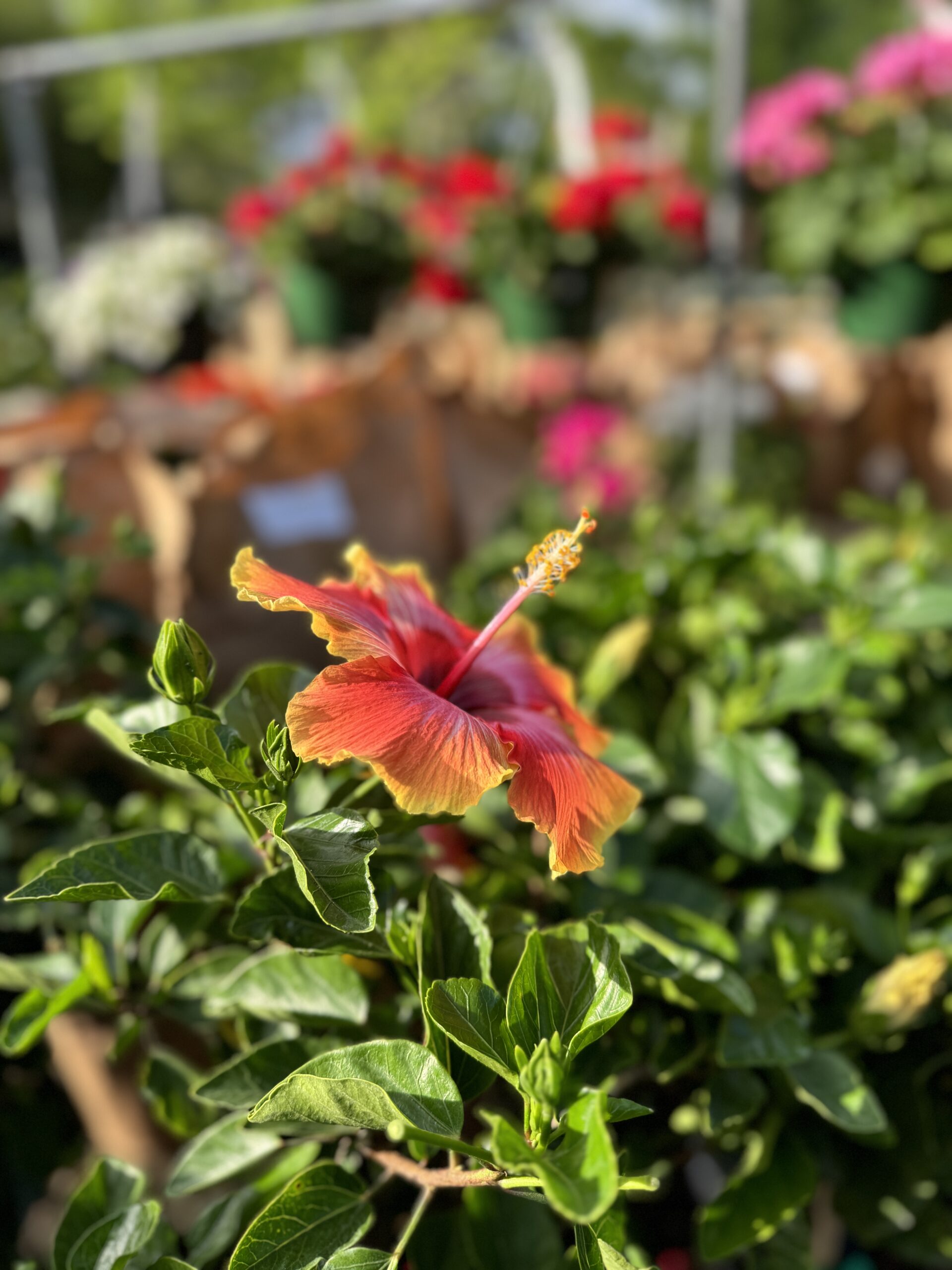 Img Outdoor Tropicals (seasonal)