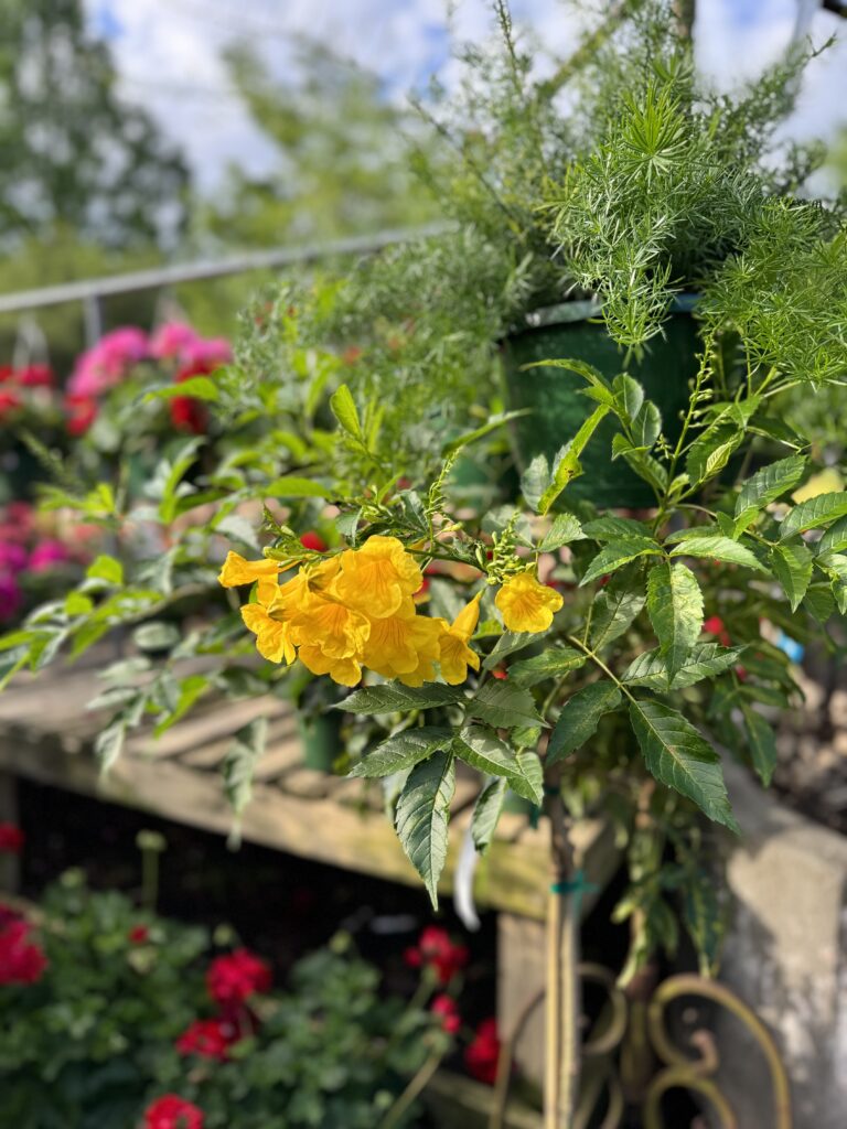 Tropical Plants Greenville