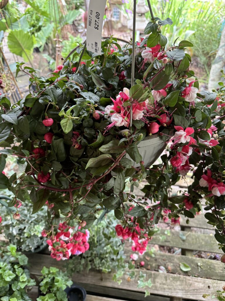 Tropical Plants Greenville