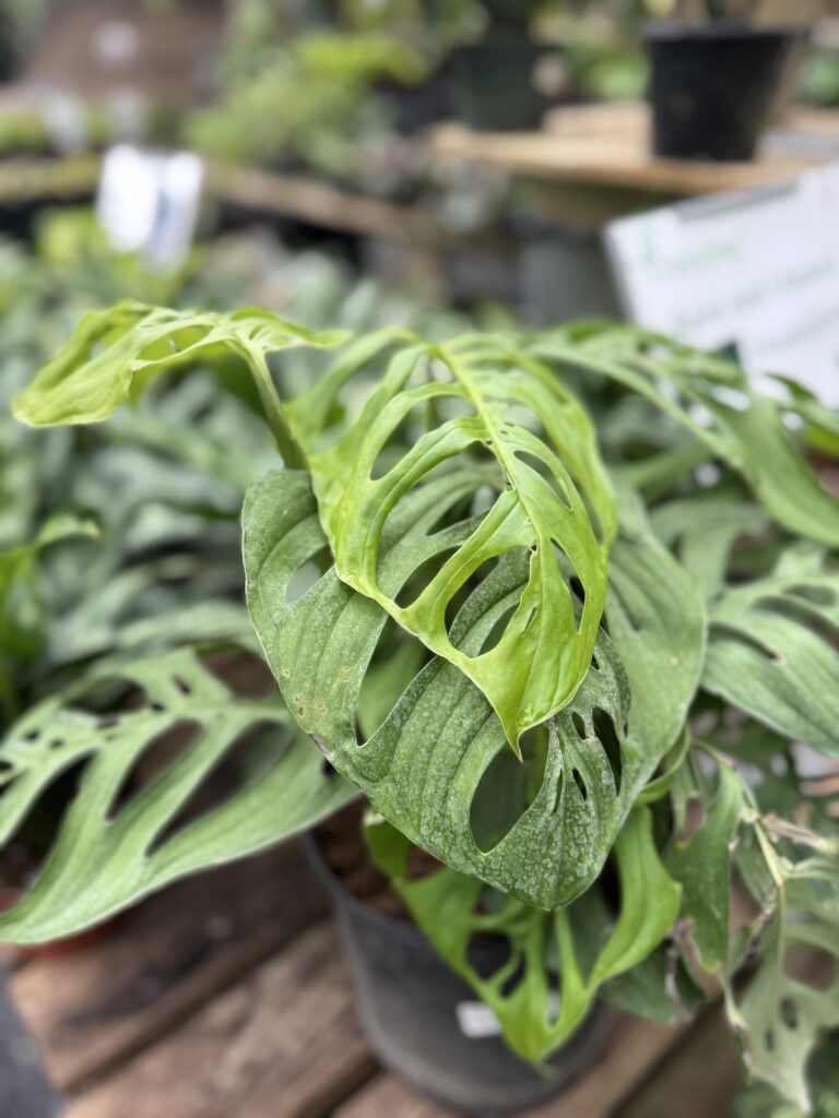 Houseplants | South Pleasantburg Nursery Greenville SC