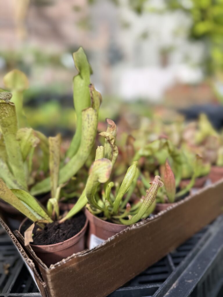 Houseplants | South Pleasantburg Nursery Greenville SC