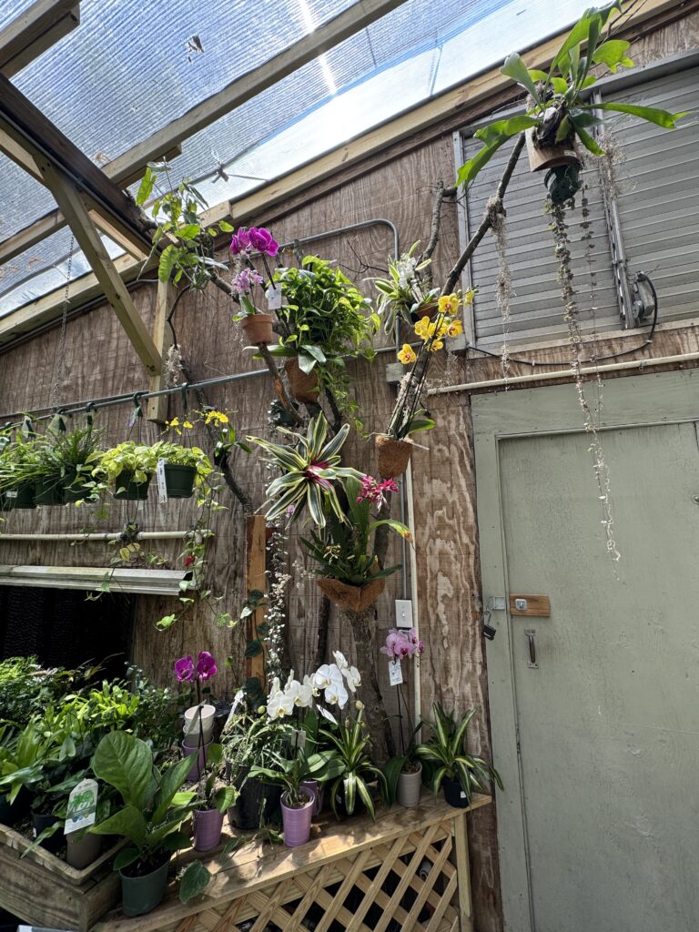 Houseplants | South Pleasantburg Nursery Greenville SC