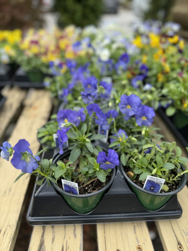 Annuals, South Pleasantburg Nursery, Greenville SC