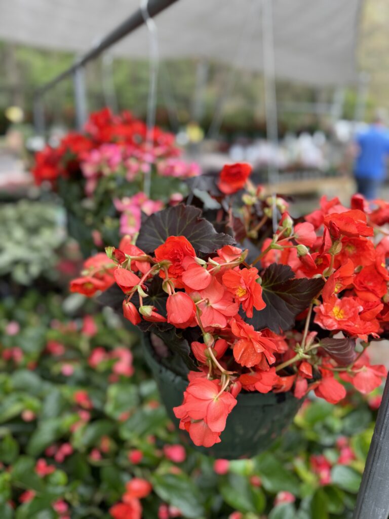 Annuals, South Pleasantburg Nursery, Greenville SC