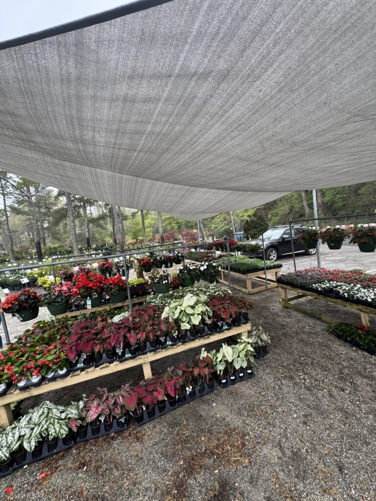 Annuals, South Pleasantburg Nursery, Greenville SC