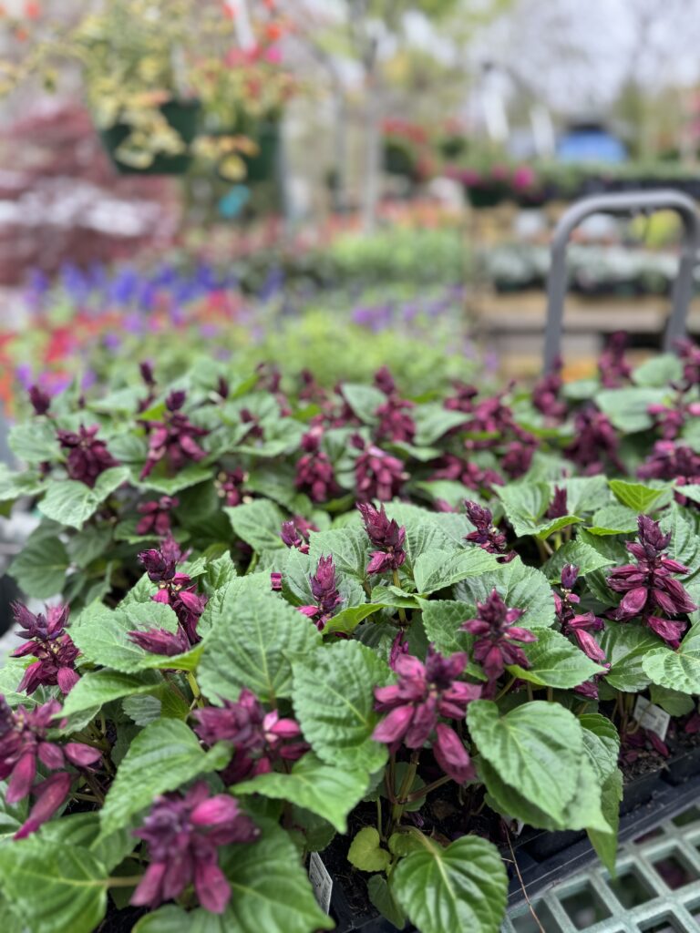 Annuals Greenville SC | South Pleasantburg Nursery