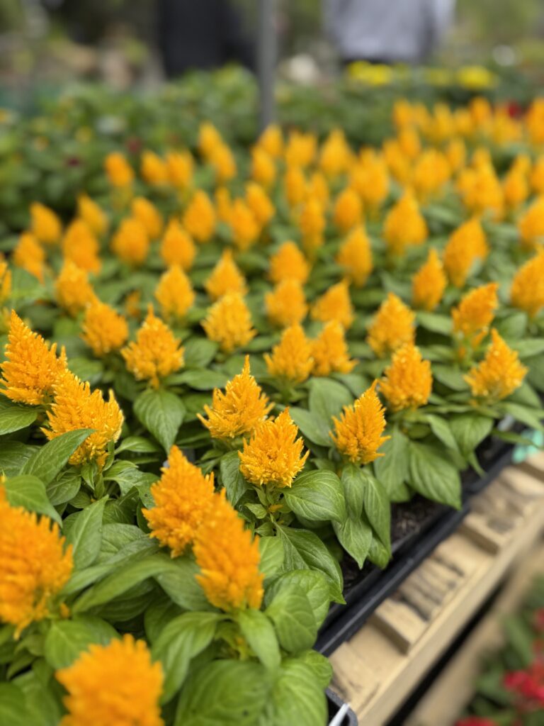 Annuals Greenville SC | South Pleasantburg Nursery