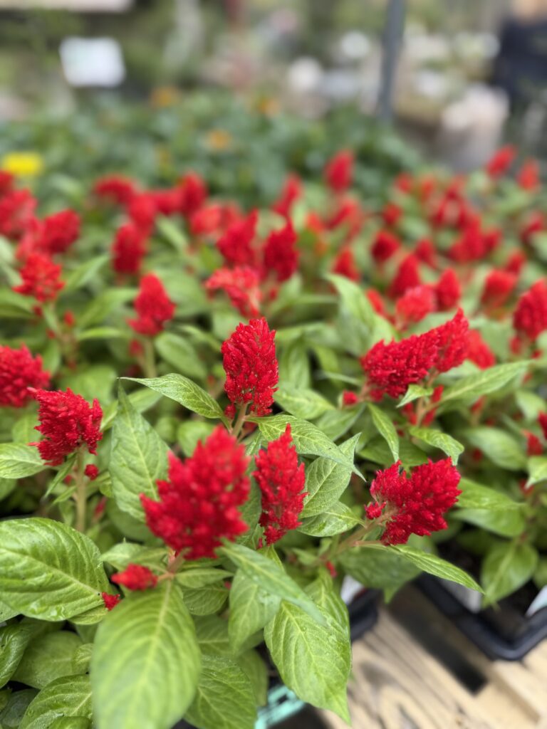 Annuals, South Pleasantburg Nursery, Greenville SC
