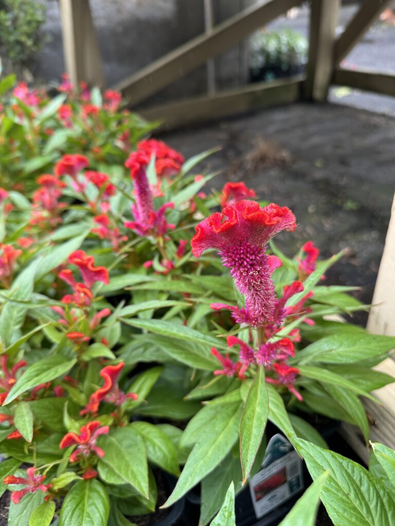 Annuals, South Pleasantburg Nursery, Greenville SC