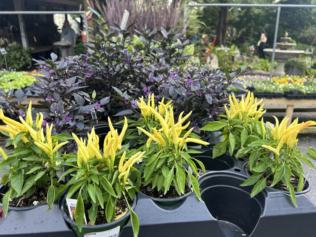 Annuals Greenville SC | South Pleasantburg Nursery