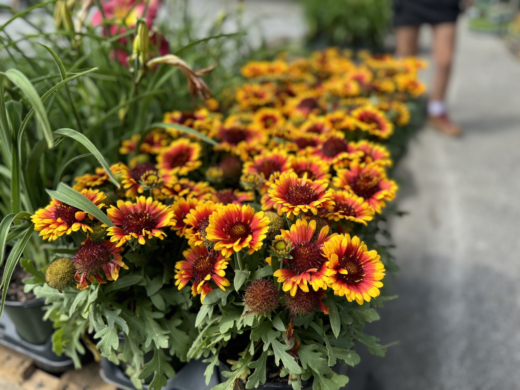 Img Perennials & Ground Covers