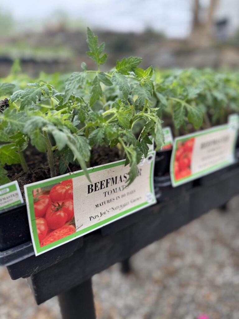 Herbs & Veggies | Greenville SC | South Pleasantburg Nursery