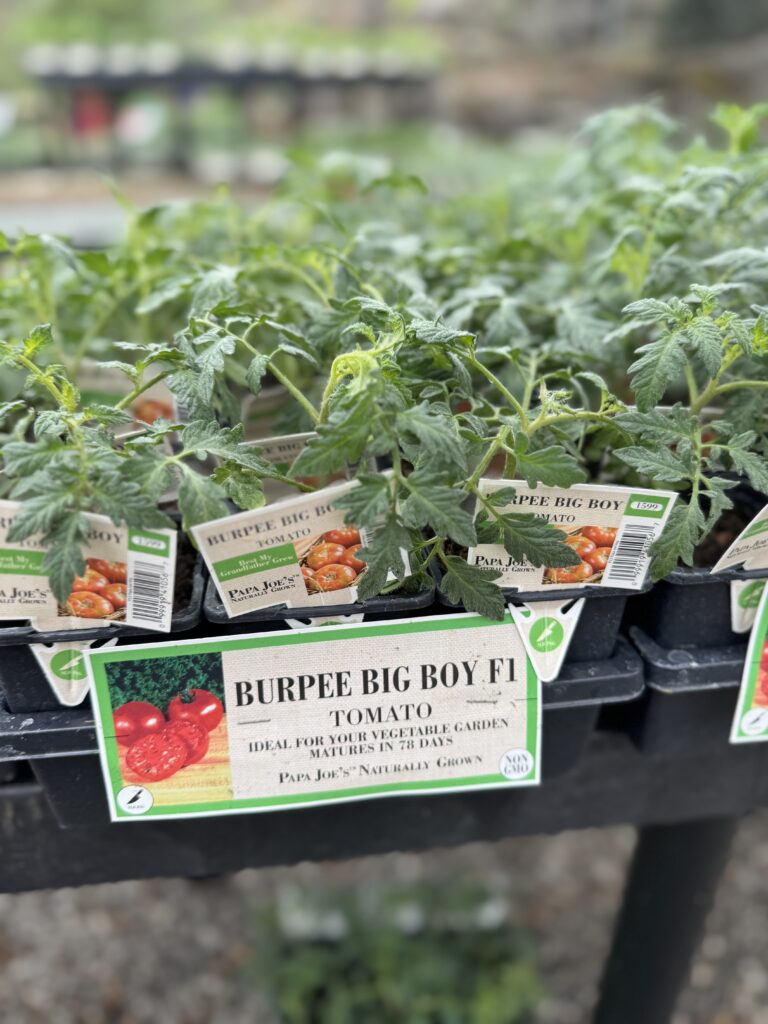 Herbs & Veggies | Greenville SC | South Pleasantburg Nursery