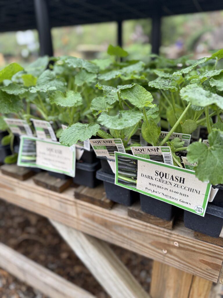 Herbs & Veggies | Greenville SC | South Pleasantburg Nursery