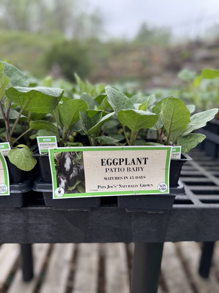 Herbs & Veggies | Greenville SC | South Pleasantburg Nursery