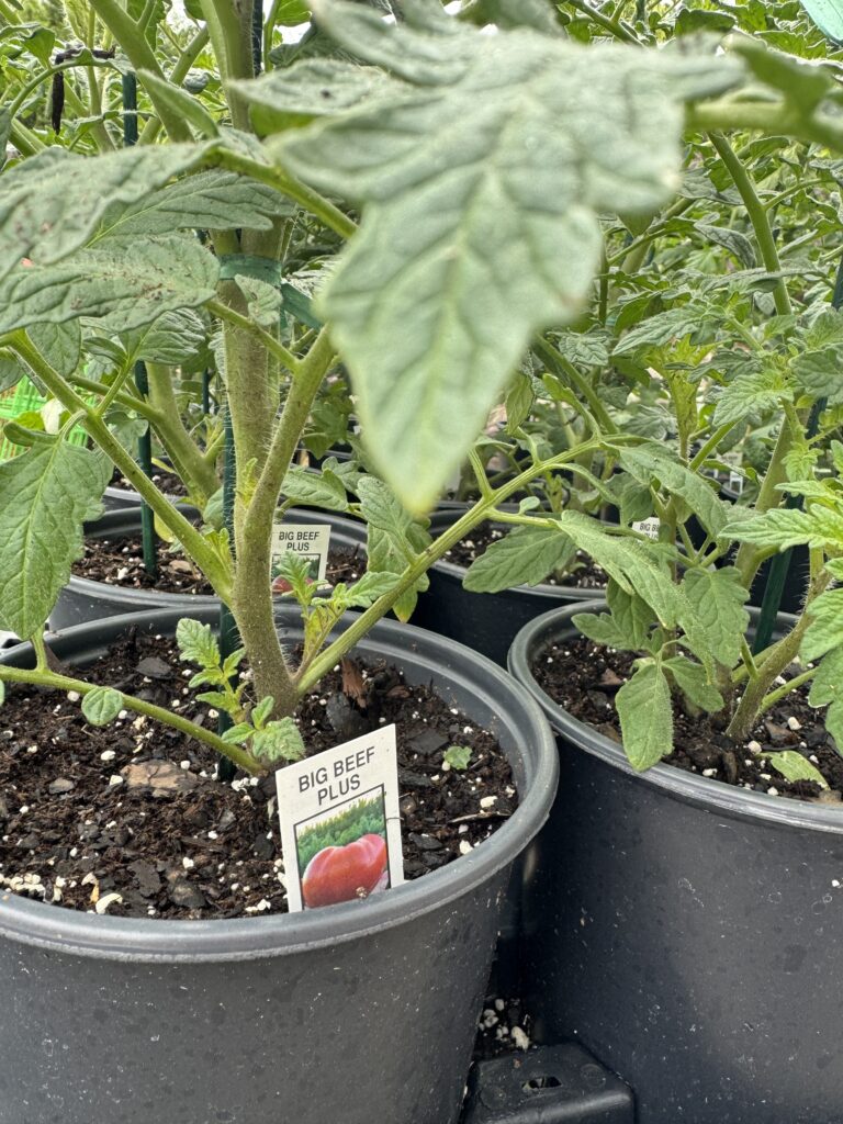 Herbs & Veggies | Greenville SC | South Pleasantburg Nursery