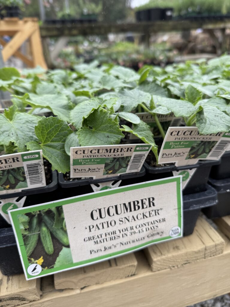Herbs & Veggies | Greenville SC | South Pleasantburg Nursery