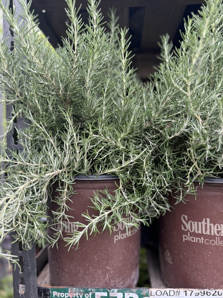 Herbs & Veggies | Greenville SC | South Pleasantburg Nursery