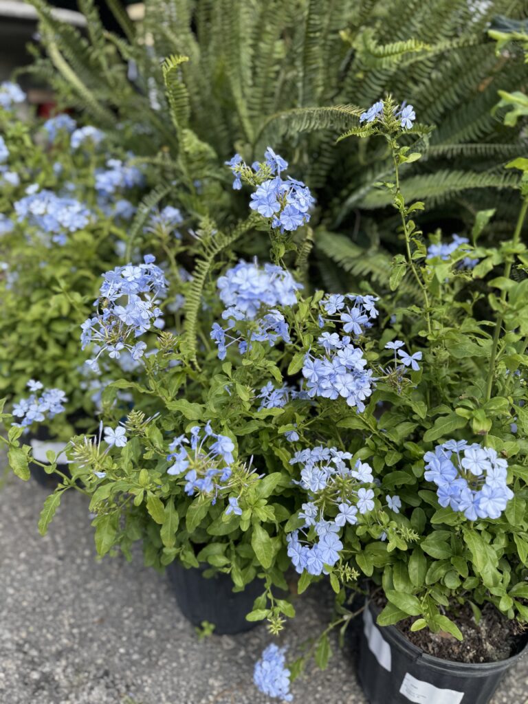 Perennials Greenville