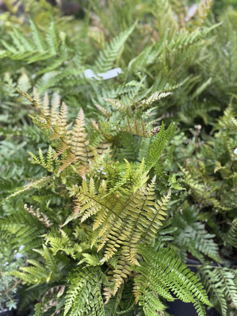 Perennials Greenville