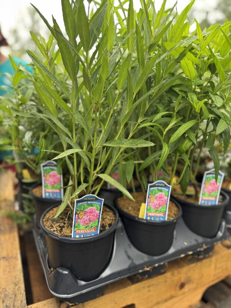 Perennials Greenville