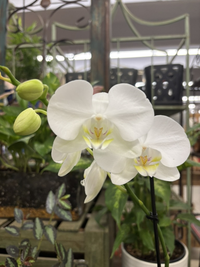 Img Don't Fail at Phalaenopsis (Orchids 101)