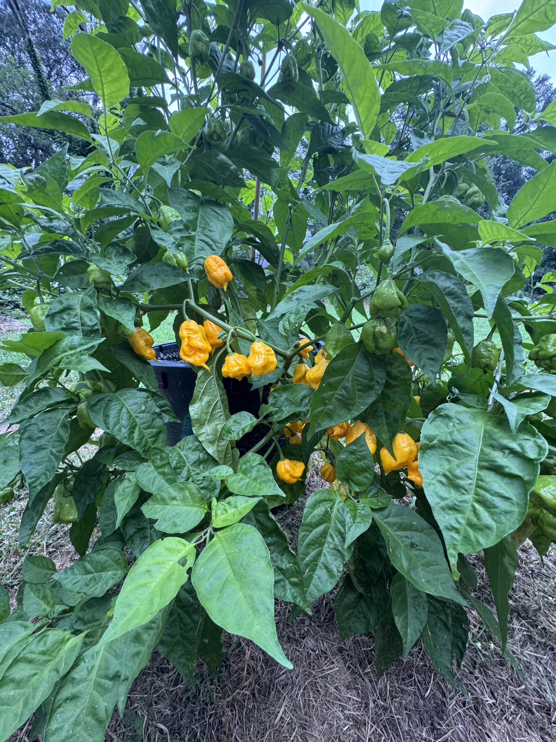 Img Grow Your Own Hot Sauce: Soils, Container Growing, & Transitioning