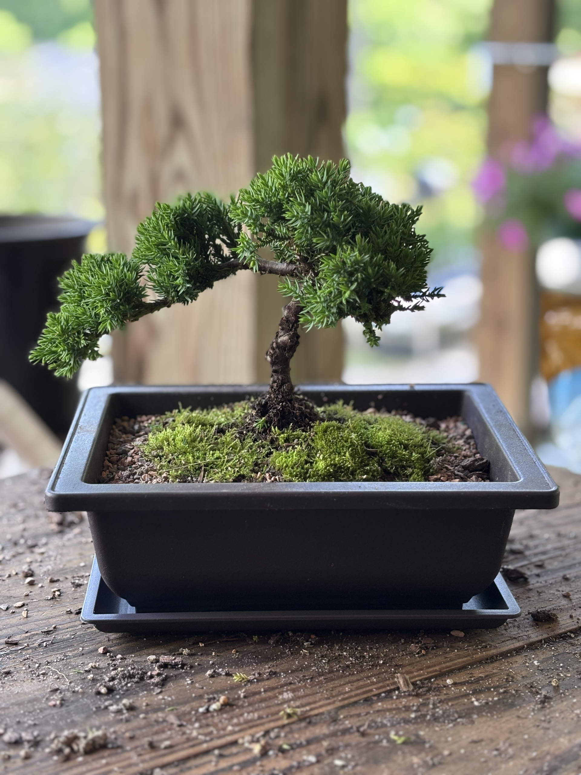 Img Bonsai For Beginners