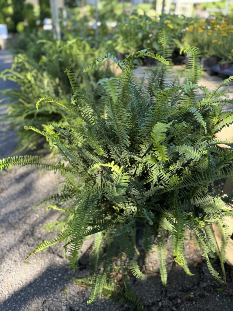 Two ferns sit on the ground in dappled shade at South Pleasantburg Nursery