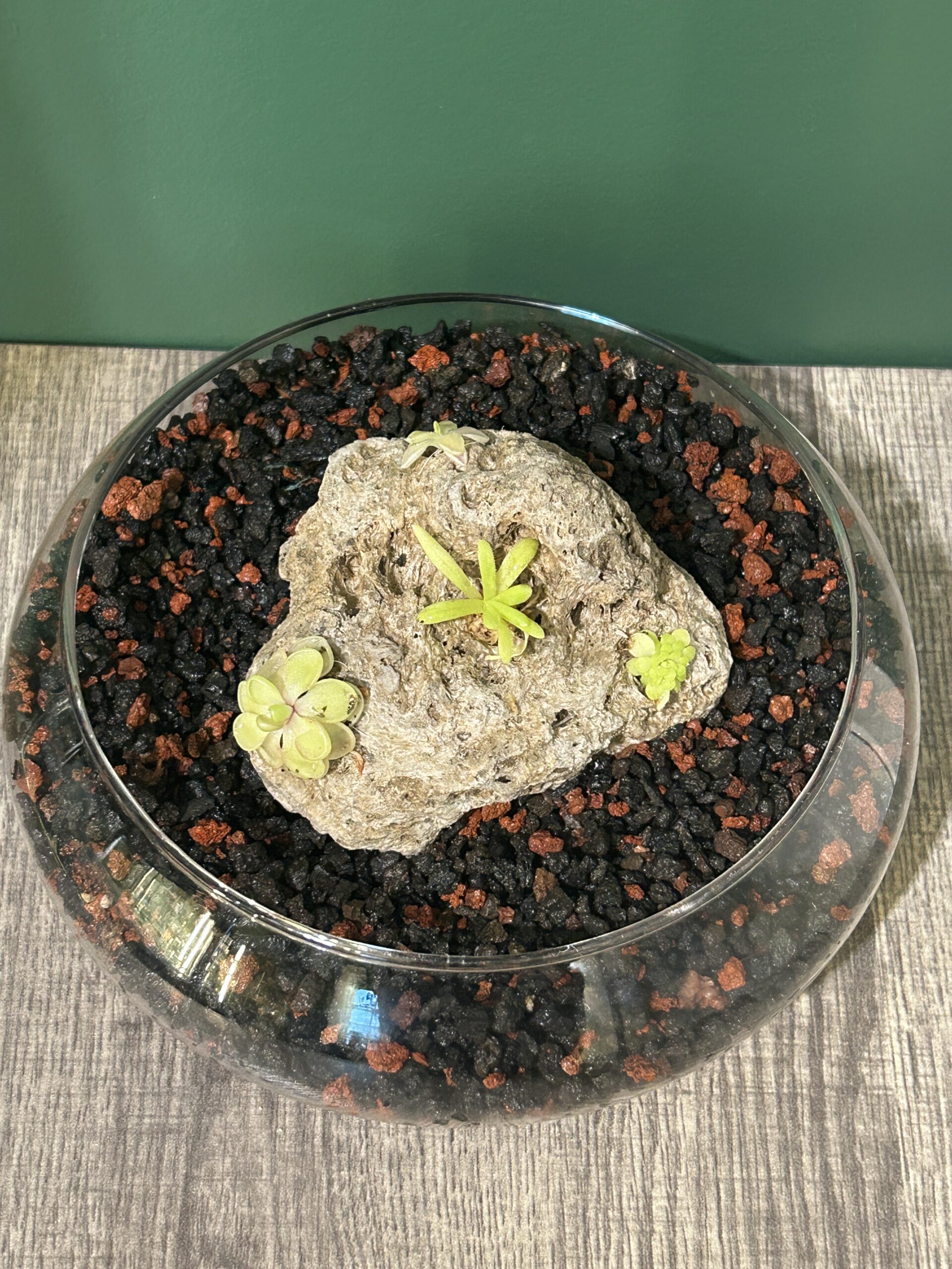 Img Pinguicula Terrarium Make & Take