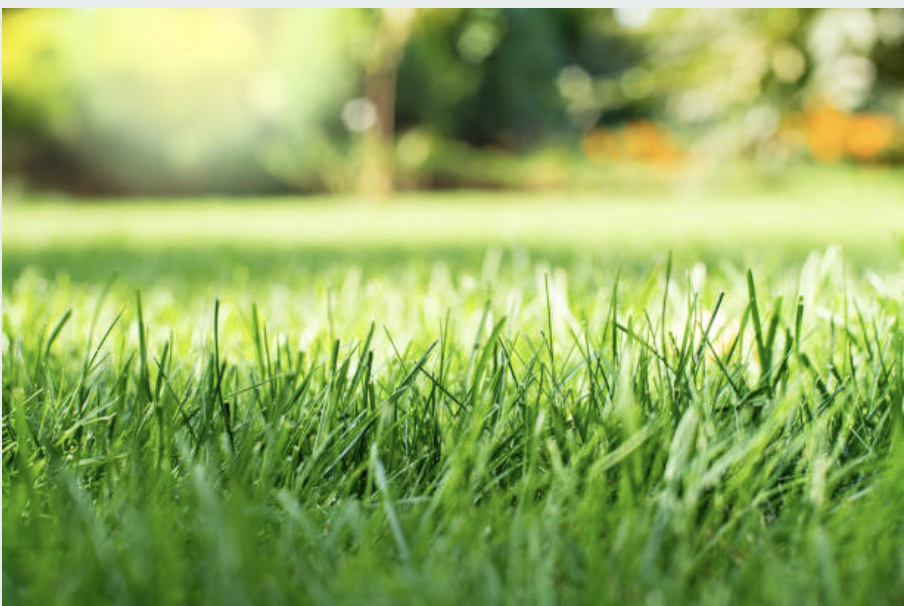 Img Prep Your Lawn For Spring & Summer