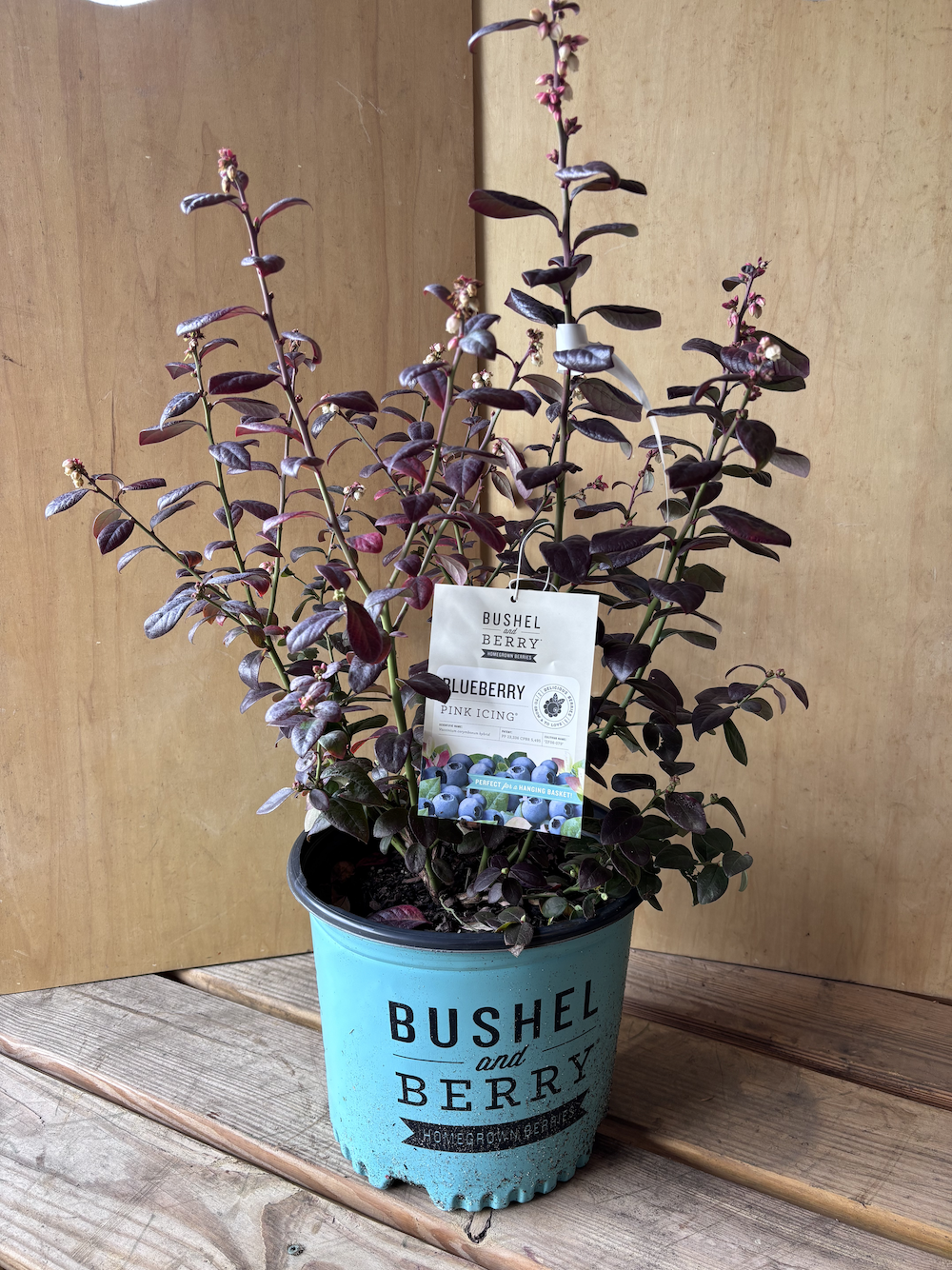 Img Blueberry Bonanza