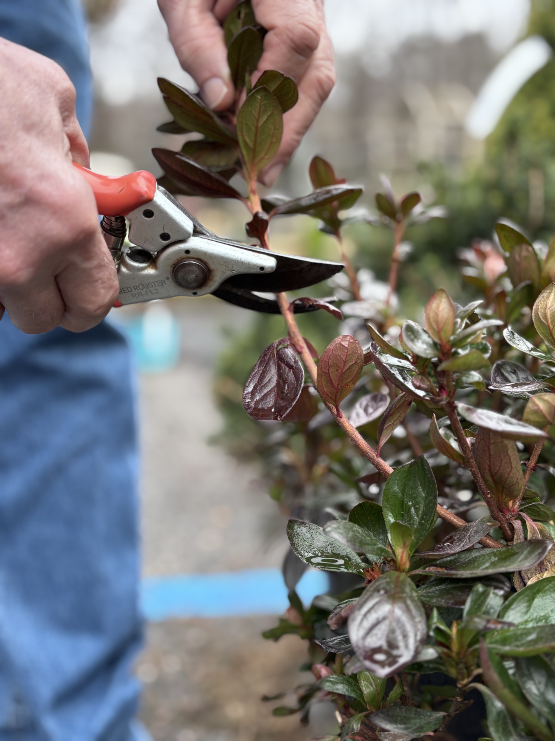 Img Prune Like a Pro!